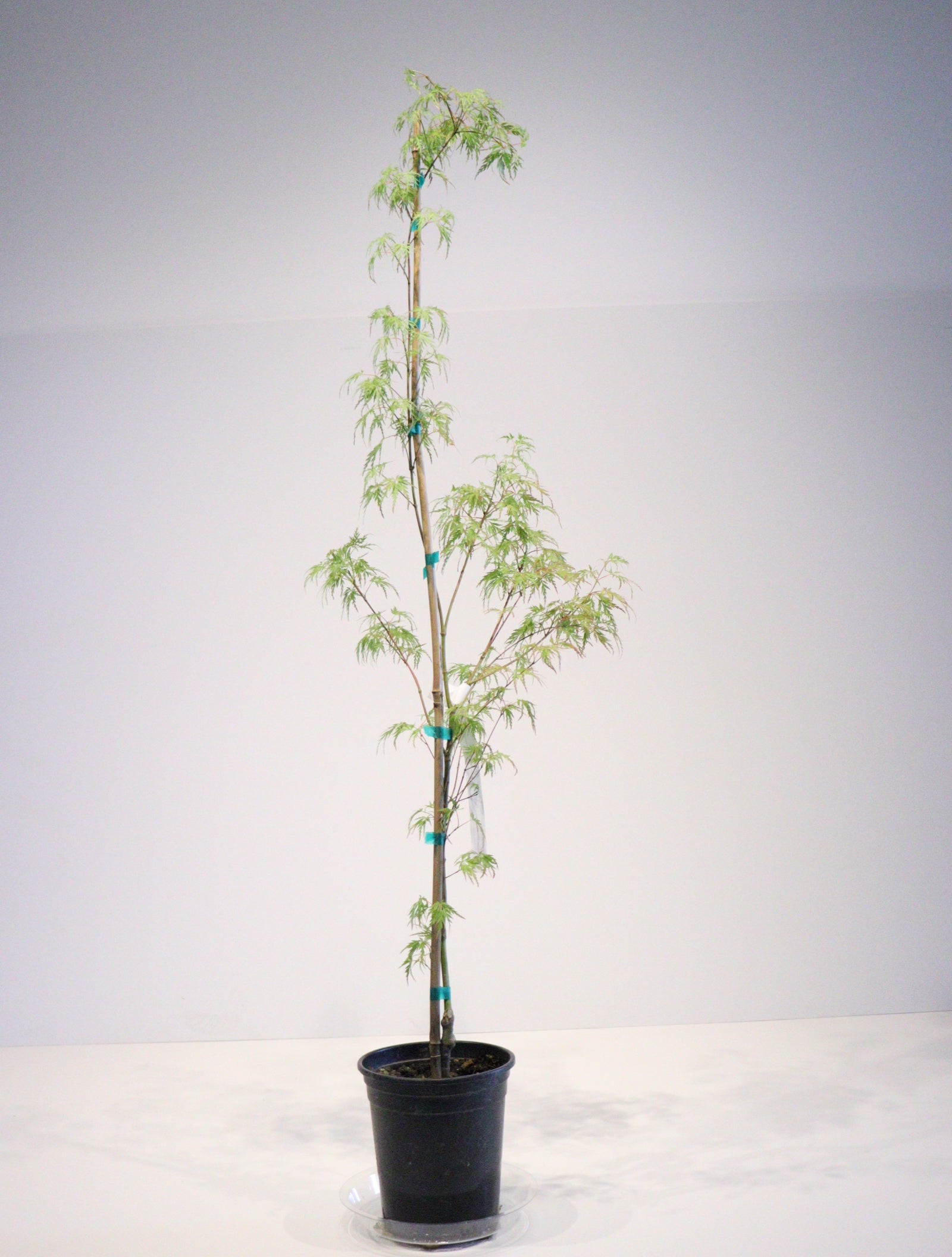 Trees for Sale Toronto | Japanese Maple, Shade & Flowering Trees