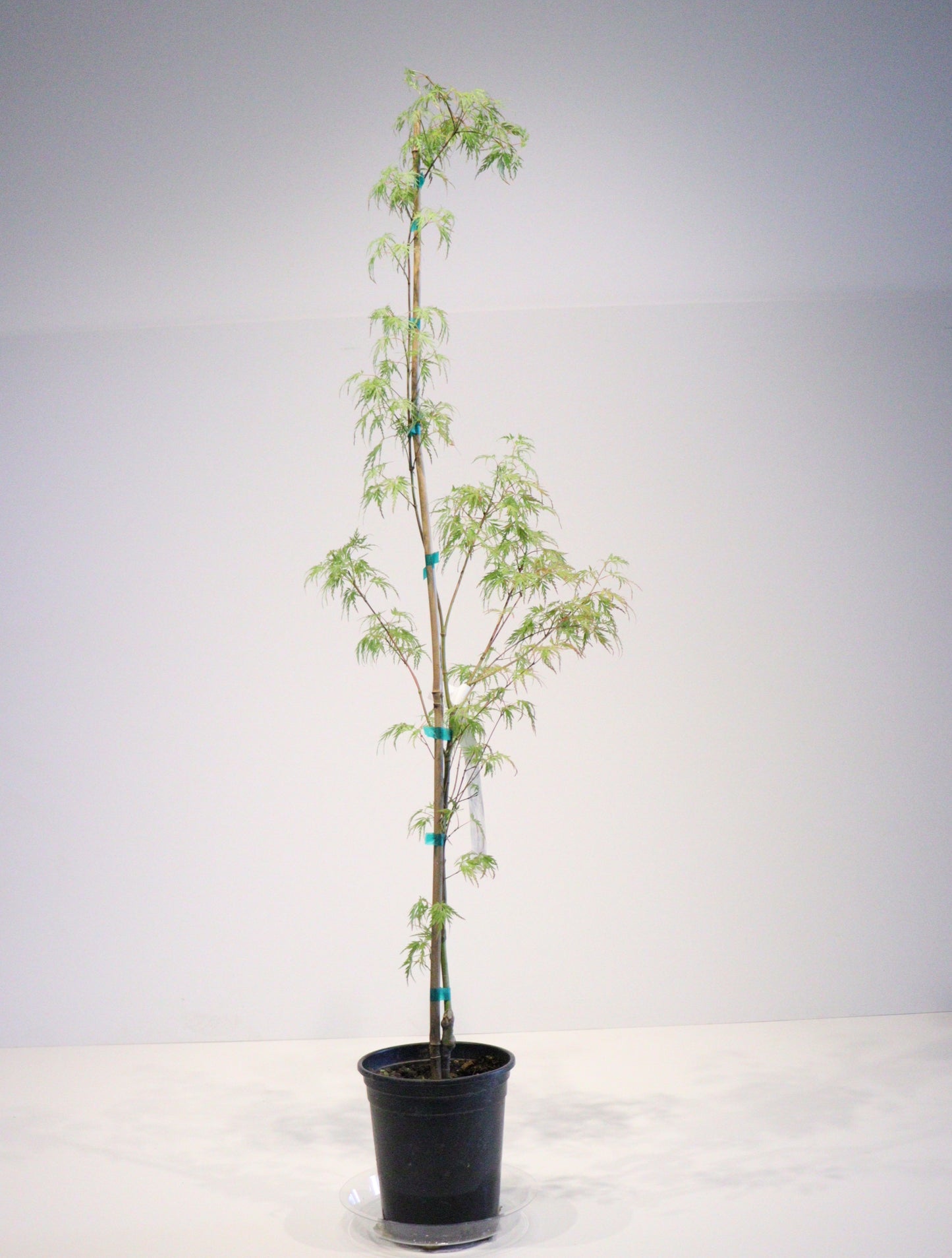 Acer Palmatum Seiryu