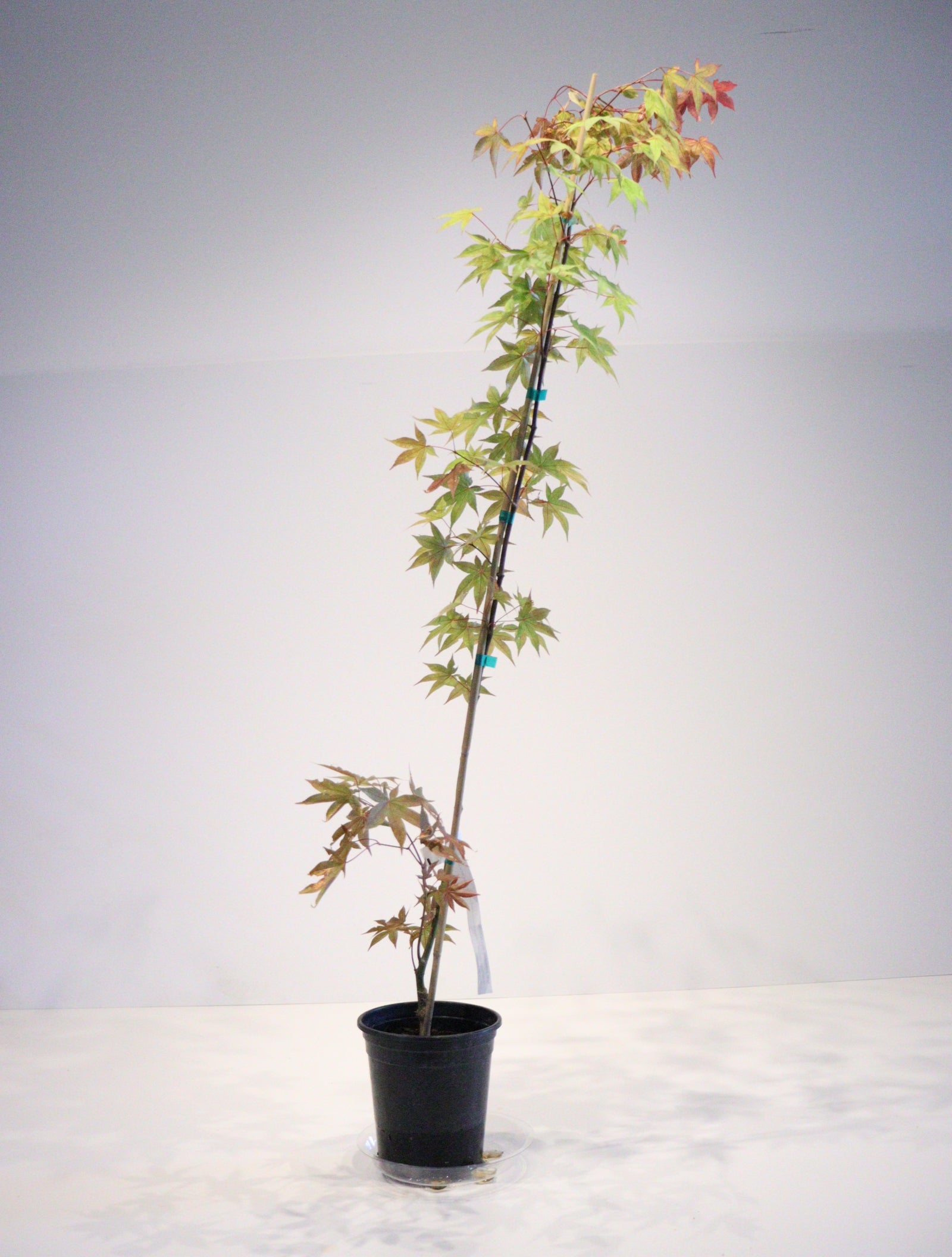 メープル 様 Specialty Japanese Maple – Page 2 – zforcefarm