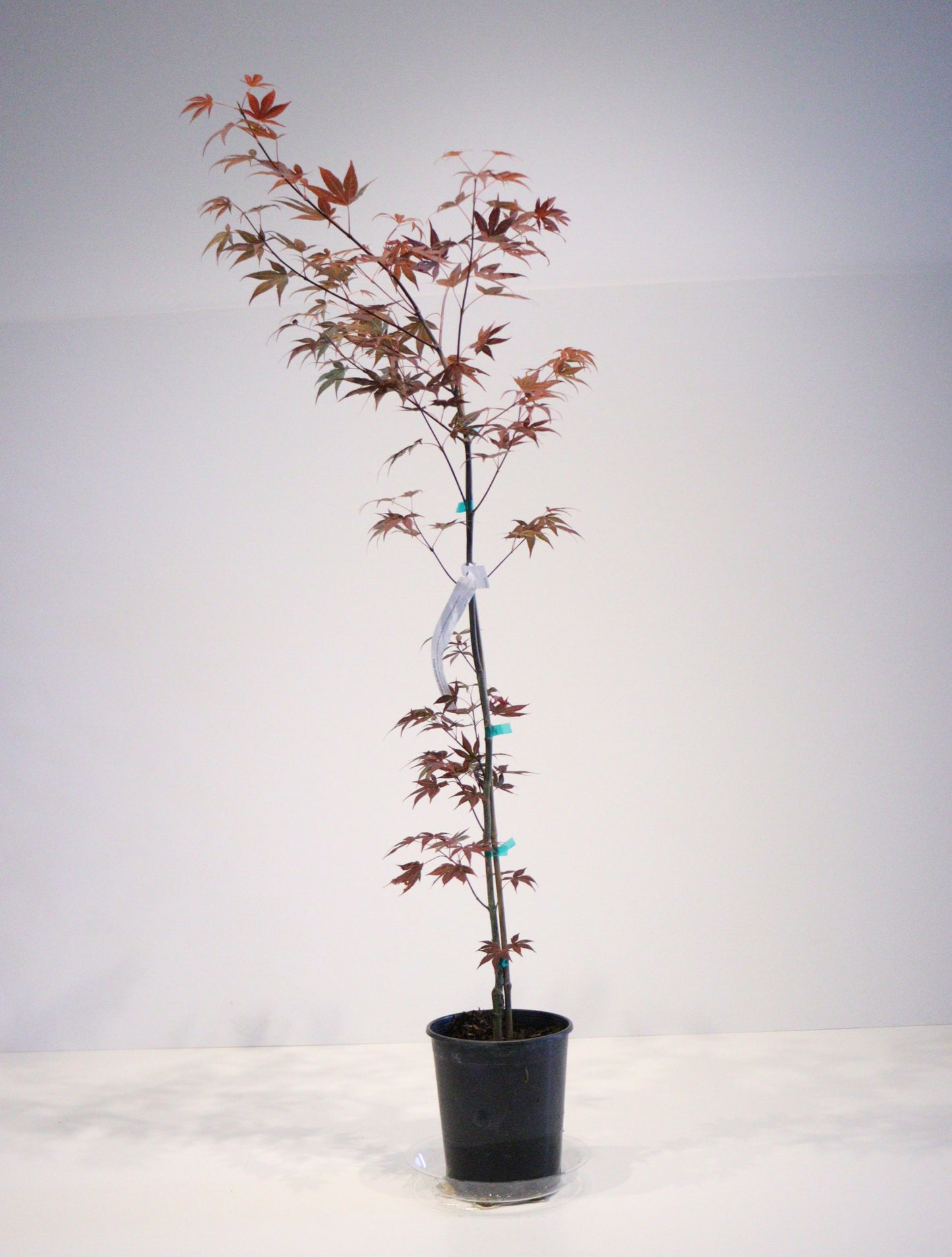 Acer palmatum Boskoop Glory