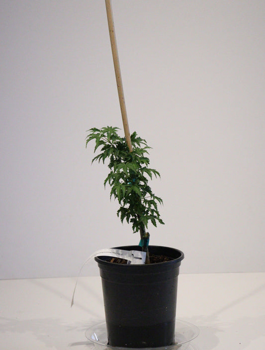 Acer Palmatum Shishigashira