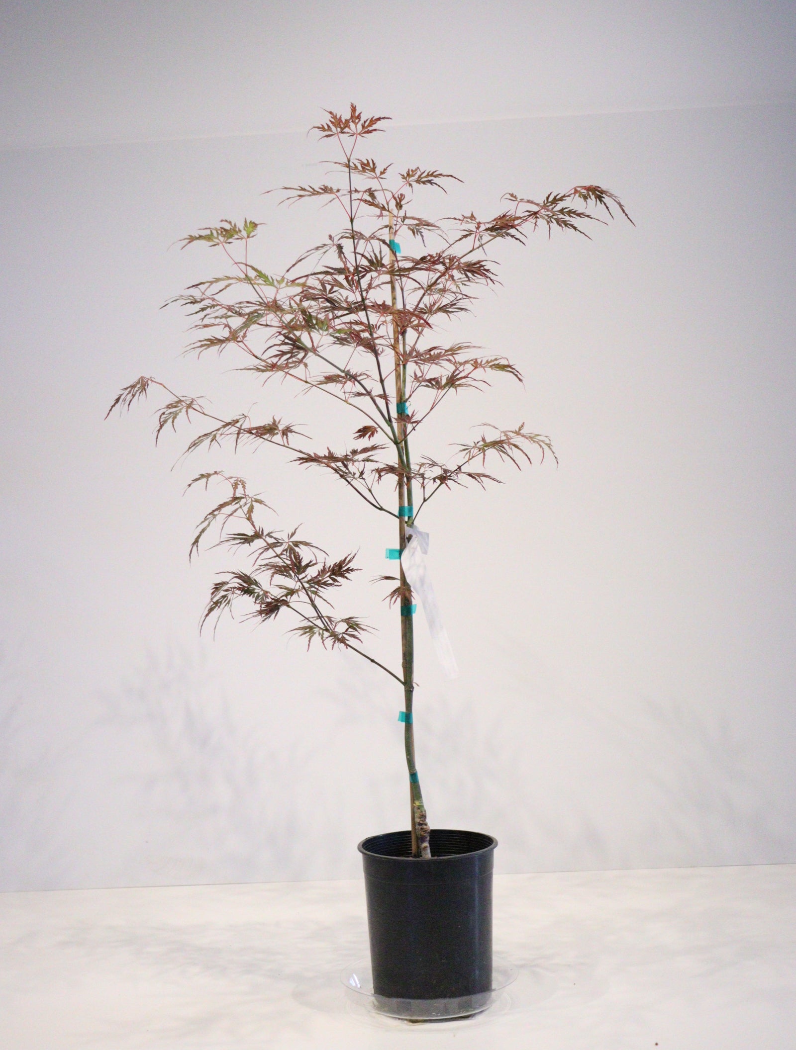 Specialty Japanese Maple – Page 2 – zforcefarm