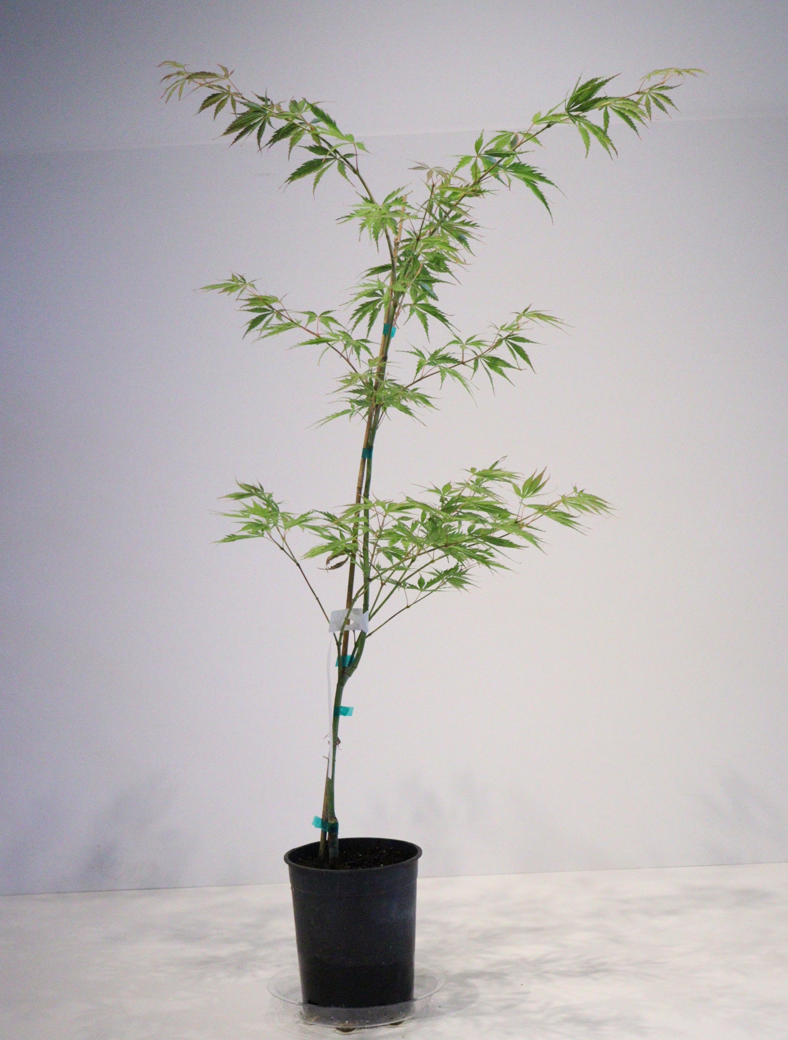 apanese Maple Toronto | Rare & Premium Maple Trees GTA | Z Force