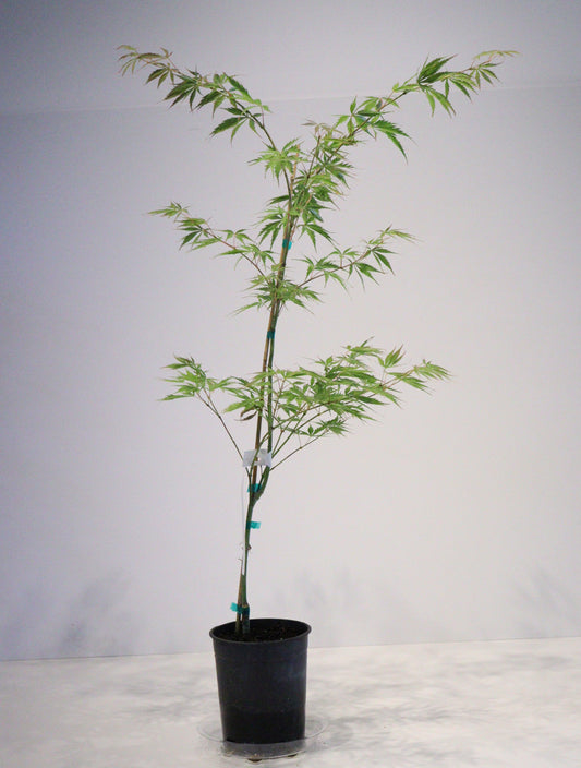 Acer palmatum 'Fascination'