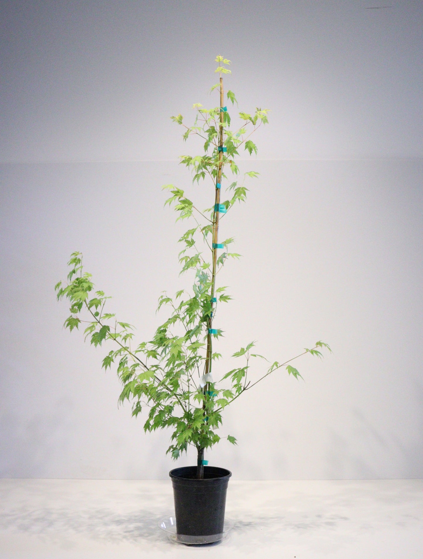 Acer palmatum Mimaye