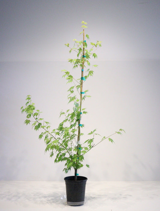 Acer palmatum Mimaye