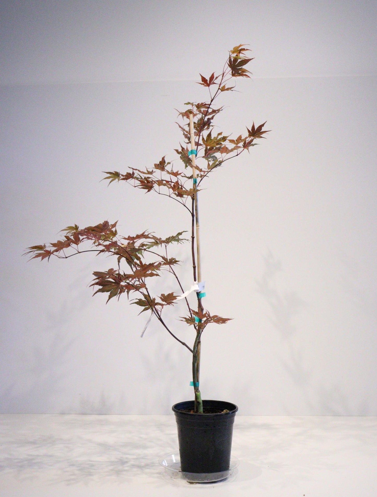 Acer Palmatum Purple Ghost
