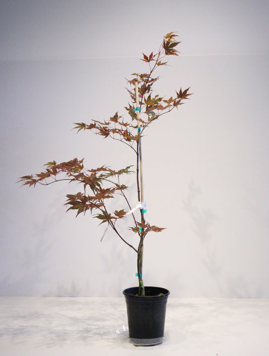 Acer Palmatum Purple Ghost