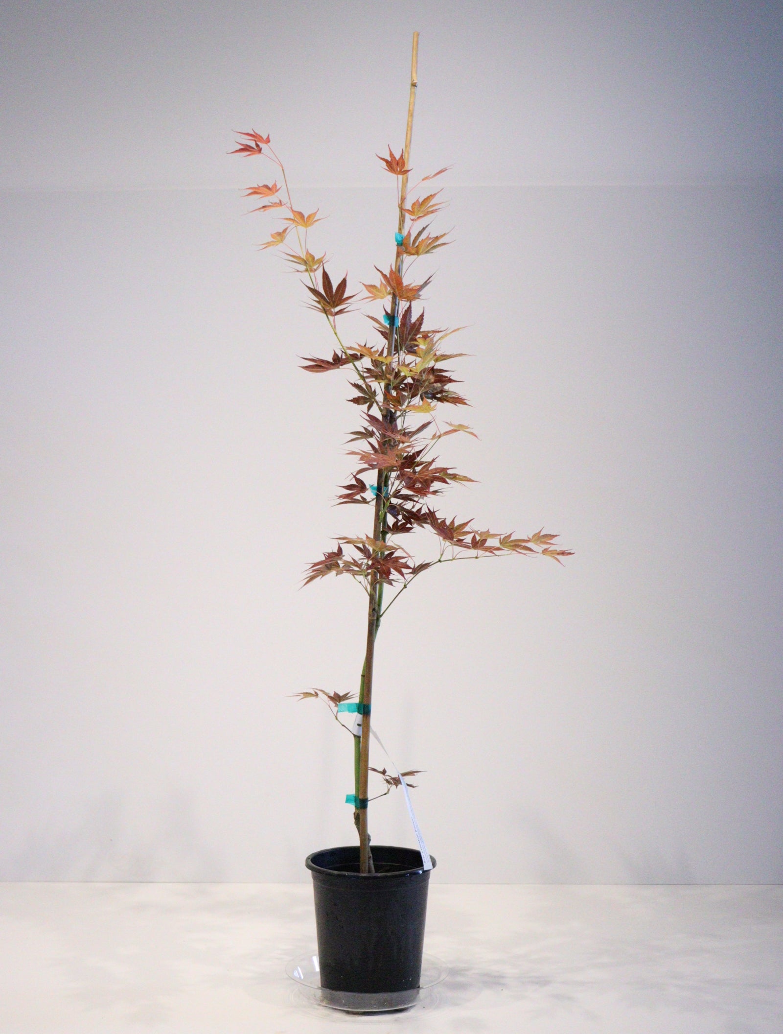 Specialty Japanese Maple – zforcefarm