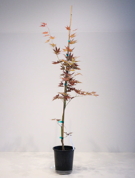 Acer palmatum Umegae