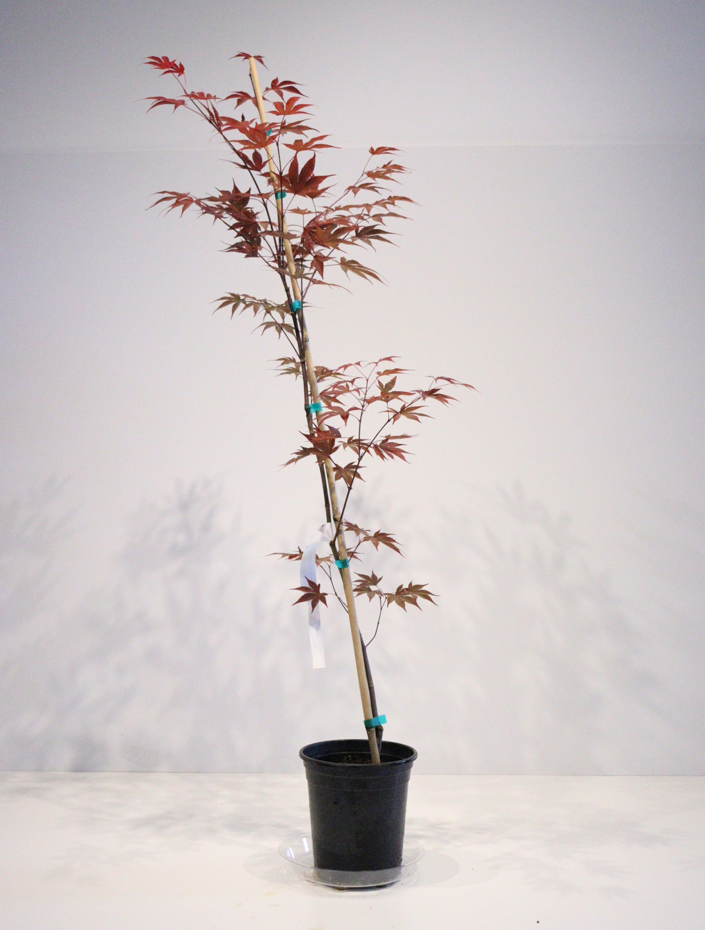 Acer palmatum Moonfire