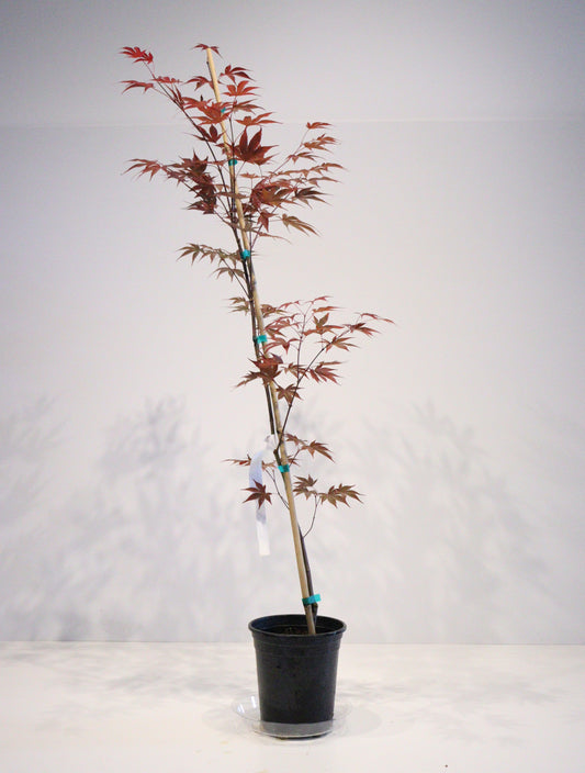 Acer palmatum Moonfire