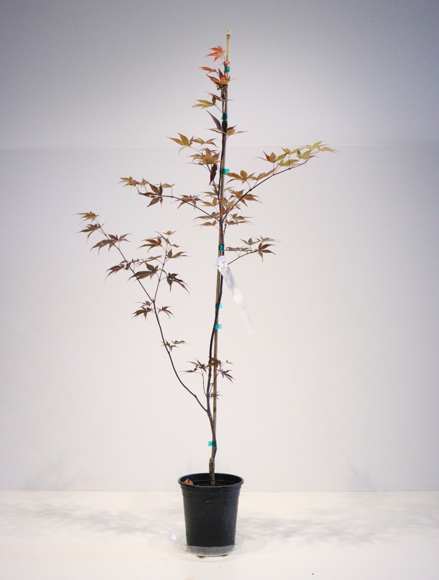 Acer palmatum Ariake nomura