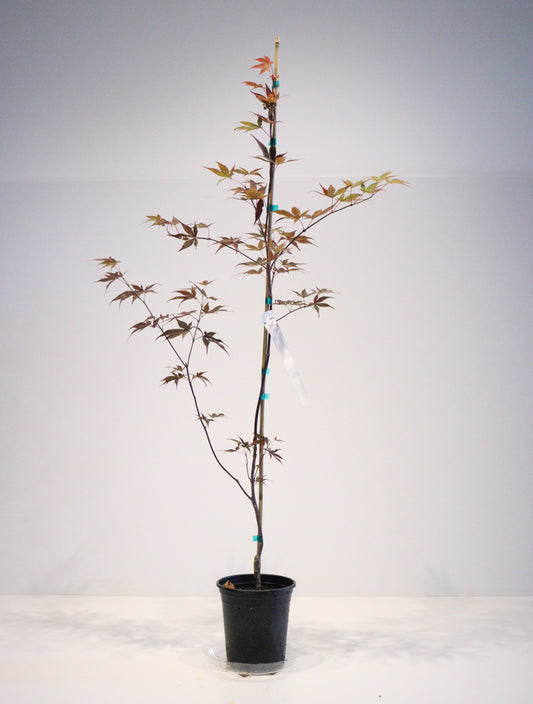 Acer palmatum Ariake nomura