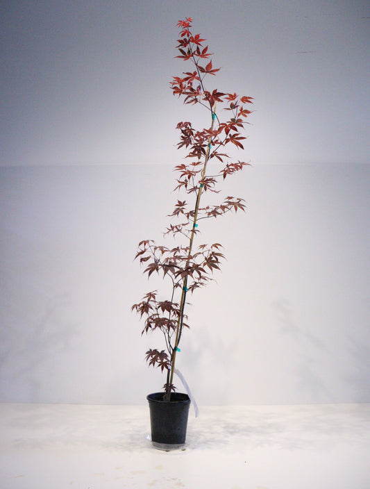 Acer palmatum Shojo