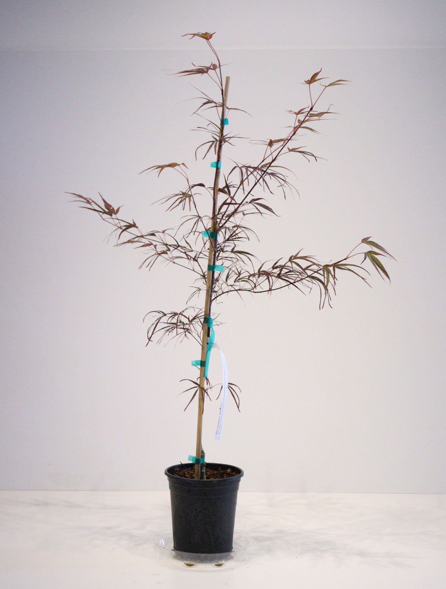Acer palmatum Aekan ie's