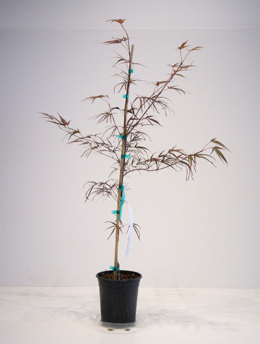 Acer palmatum Aekan ie's