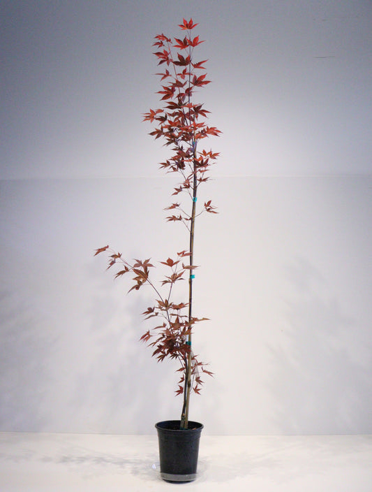 Acer palmatum Red Baron