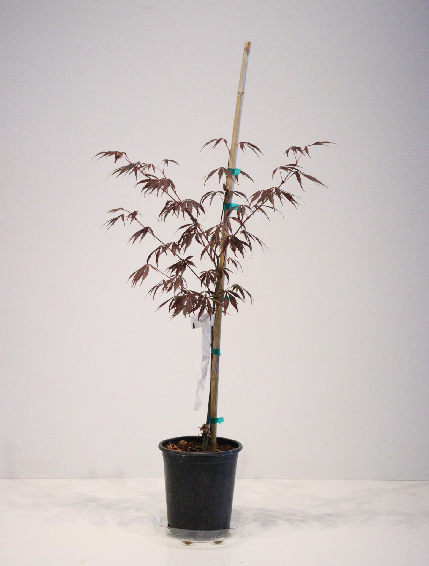Acer shirasawanum Purple Thunder
