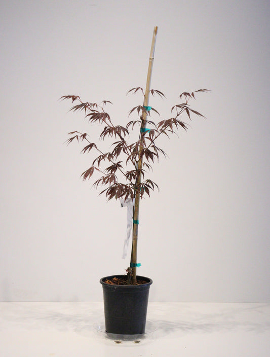 Acer shirasawanum Purple Thunder