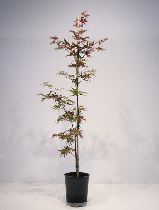 Acer palmatum Pixie