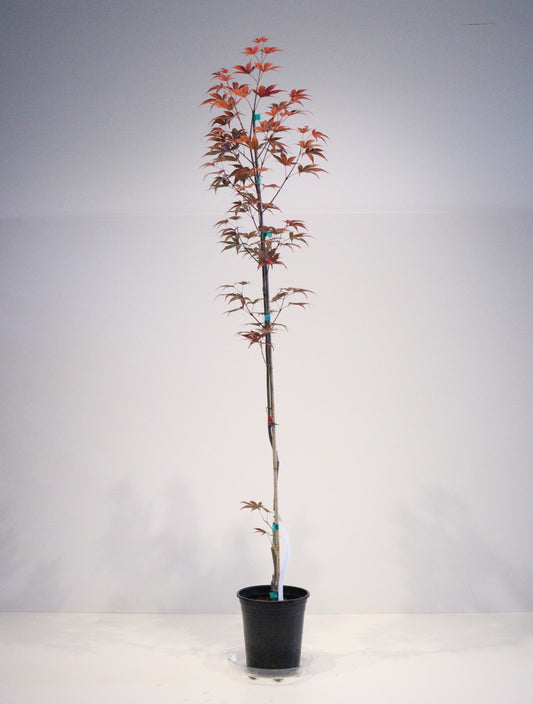 Acer palmatum Yezo nishiki