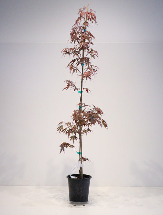 Acer palmatum Oregon Sunset