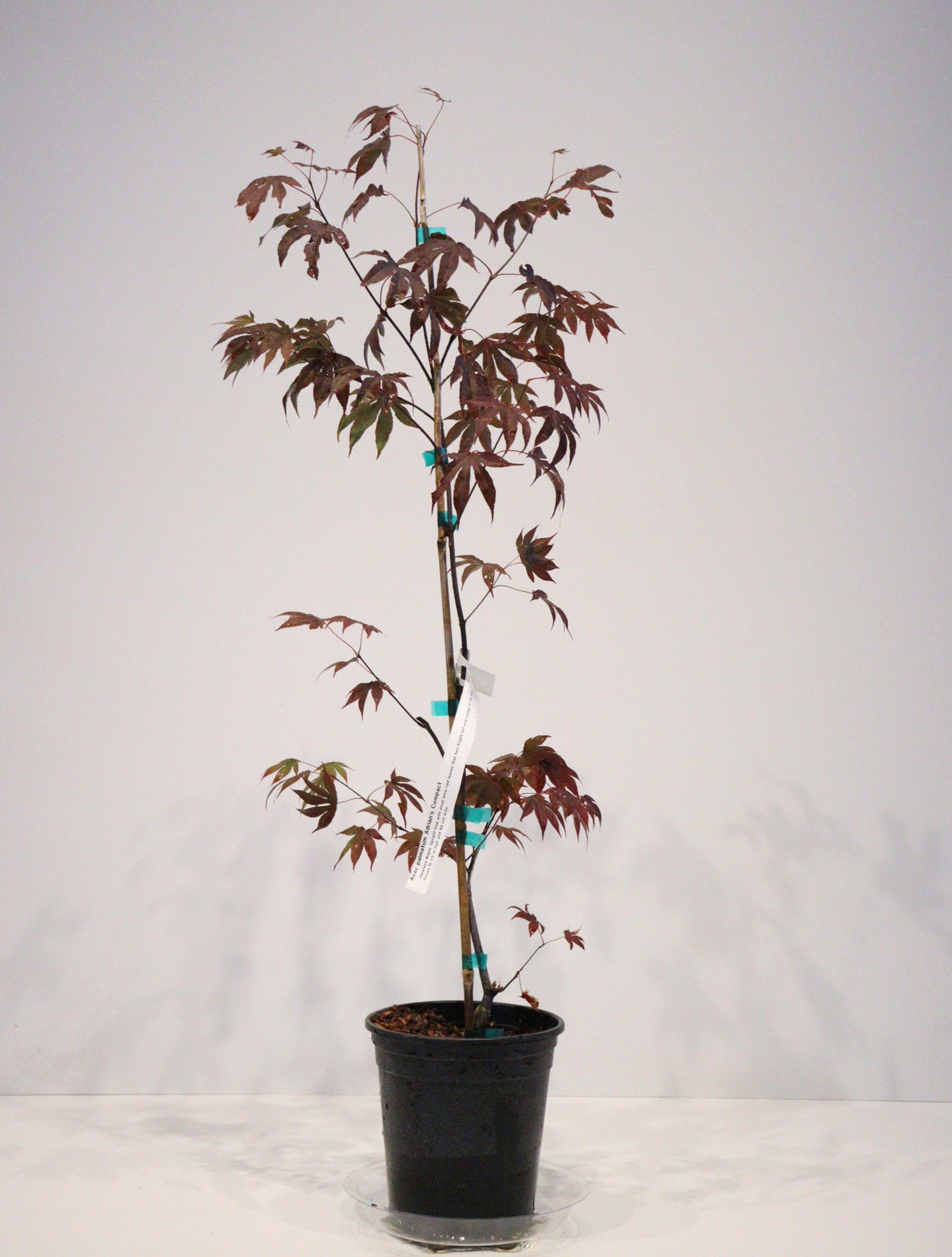 Acer palmatum Adrian's Compact