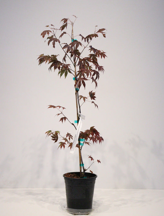 Acer palmatum Adrian's Compact