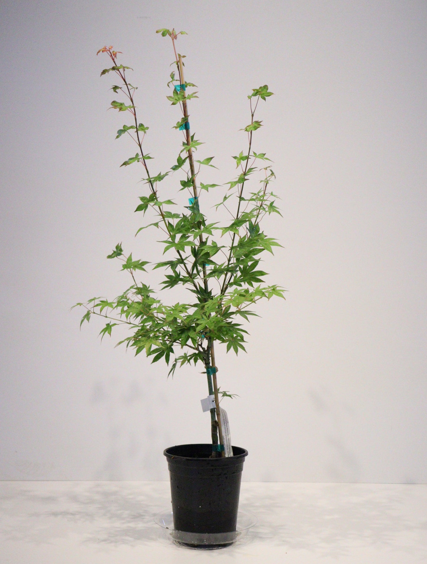 Acer palmatum Tsuma-gaki