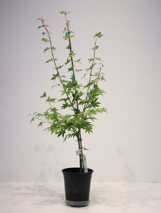 Acer palmatum Tsuma-gaki