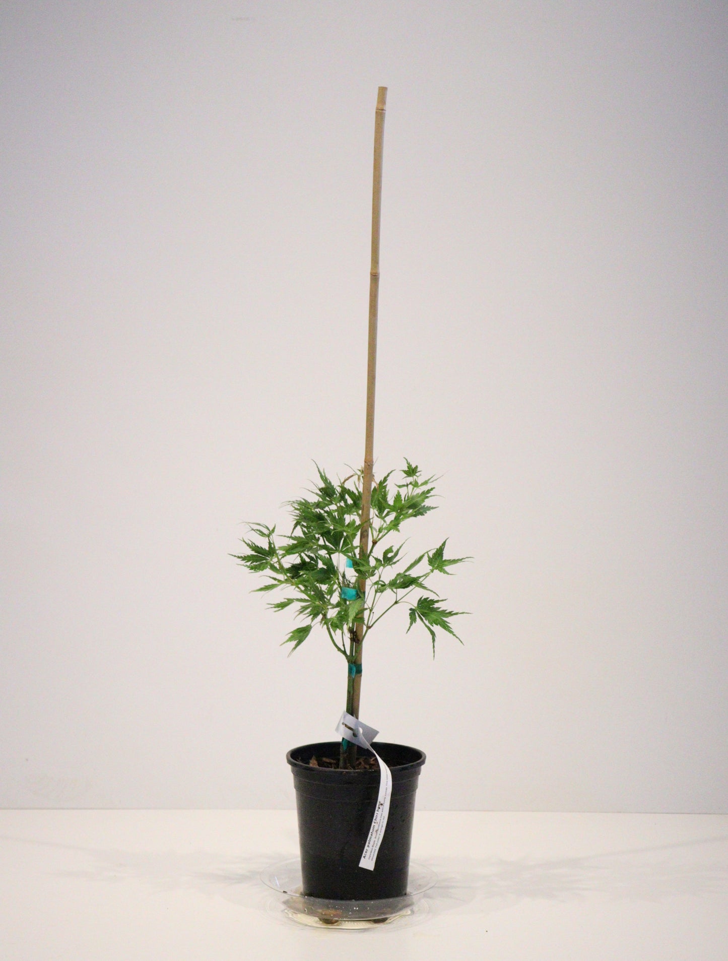 Acer palmatum Chiri Hime