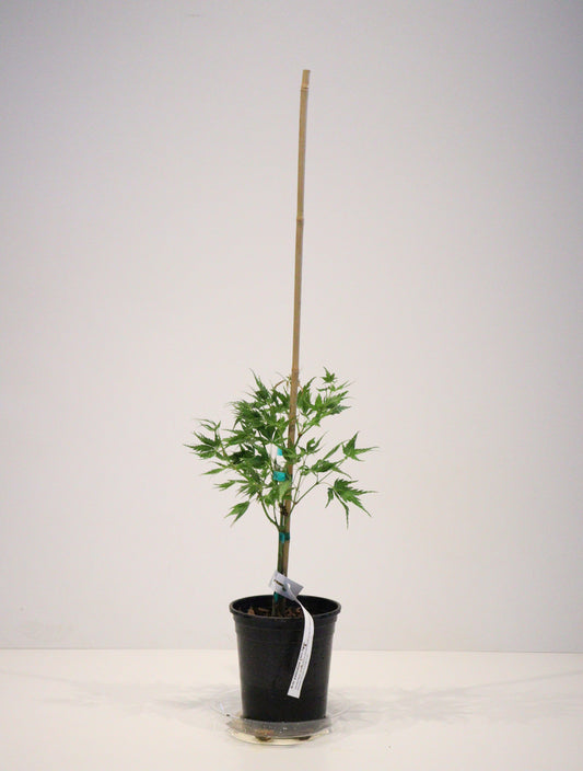 Acer palmatum Chiri Hime