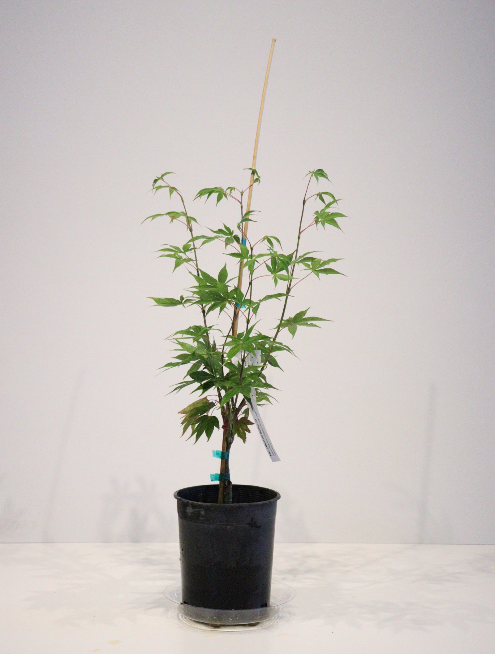 Specialty Japanese Maple – zforcefarm