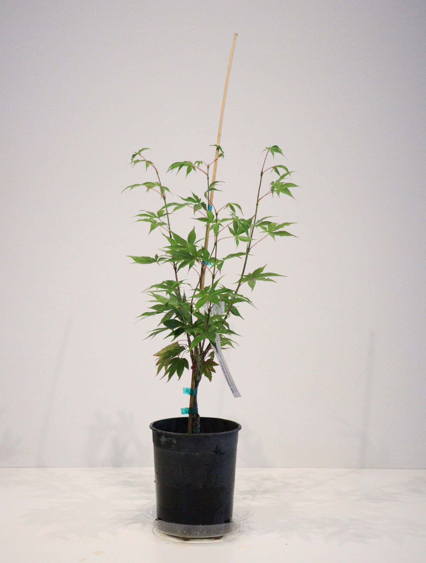 Acer Palmatum 'Osakazuki'