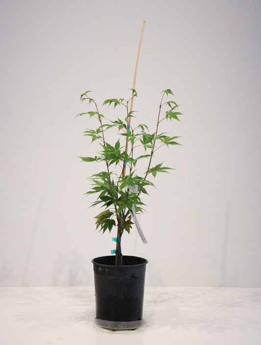 Acer Palmatum 'Osakazuki'