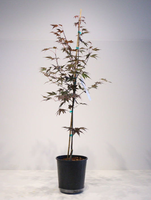 Rhode Island Red Japanese Maple (Acer palmatum 'Rhode Island Red')