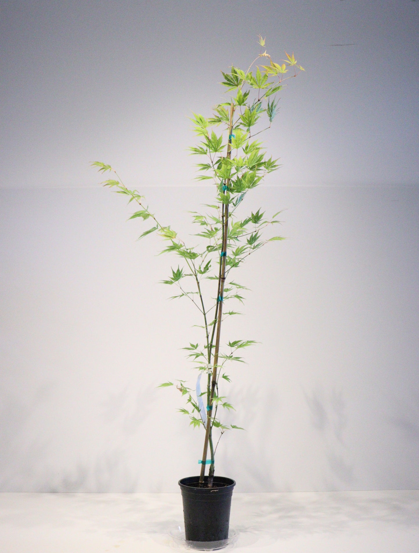 Acer palmatum Matsumurae