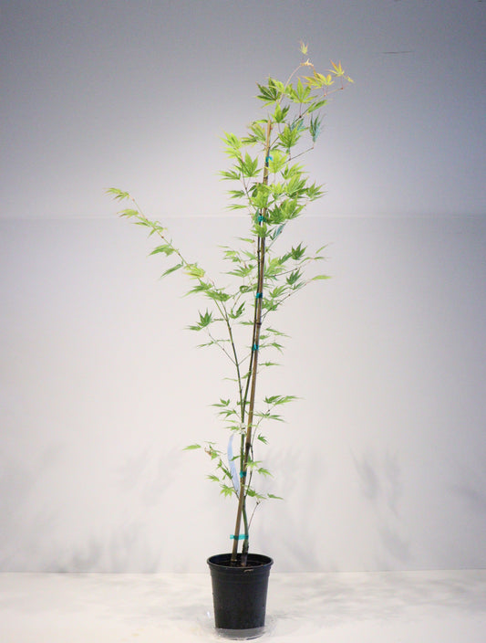 Acer palmatum Matsumurae
