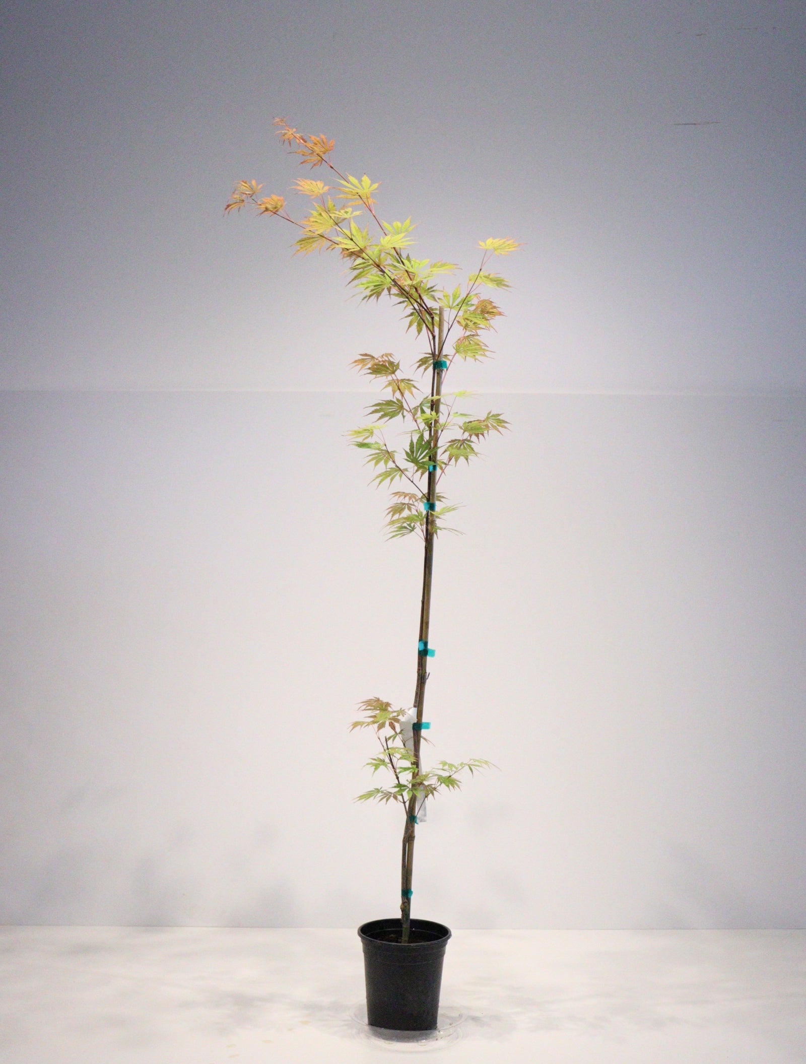 Specialty Japanese Maple – zforcefarm