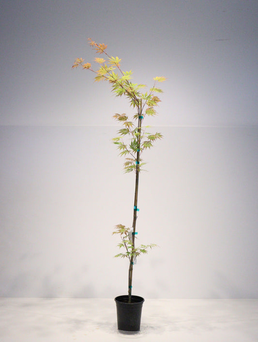Acer shirasawanum Sensu