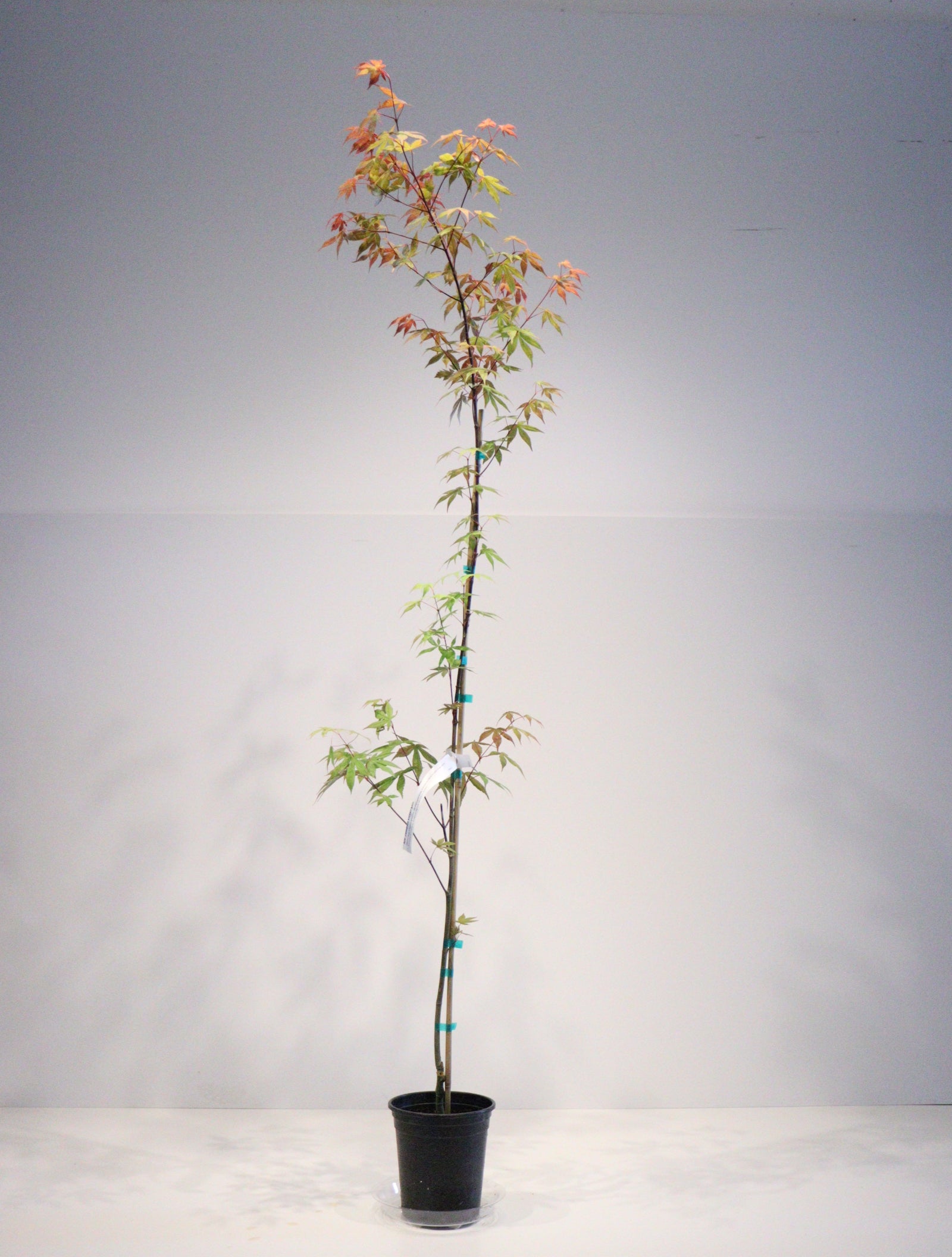 Specialty Japanese Maple – Page 3 – zforcefarm