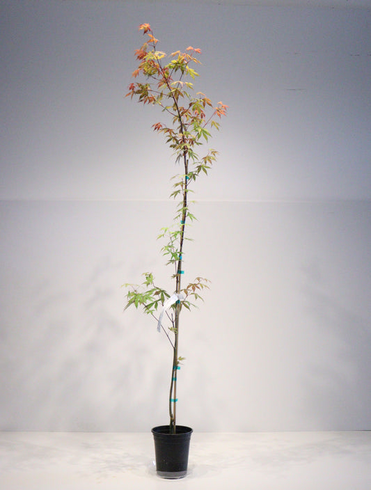 Acer palmatum Korean gem
