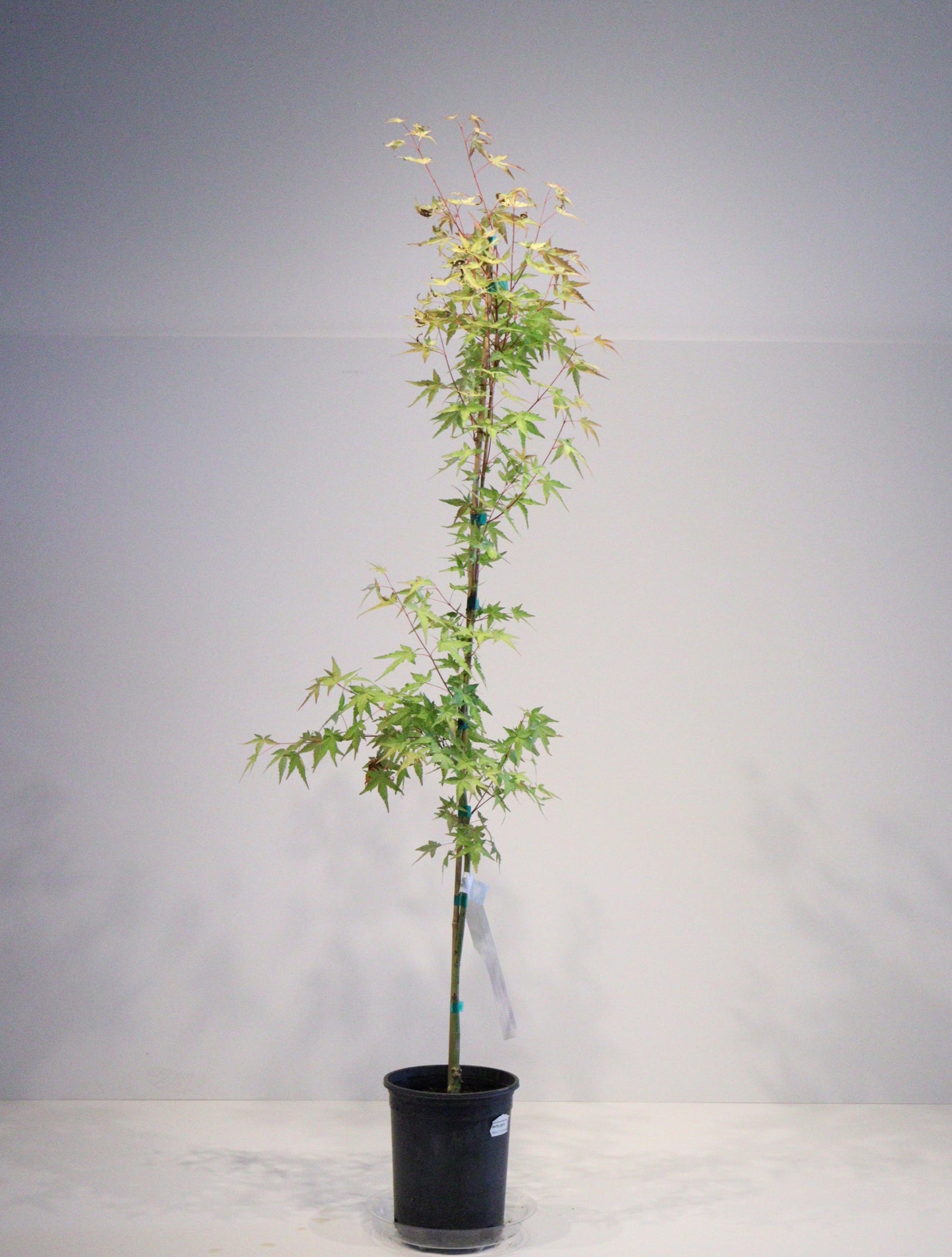 Acer palmatum Mizuho beni