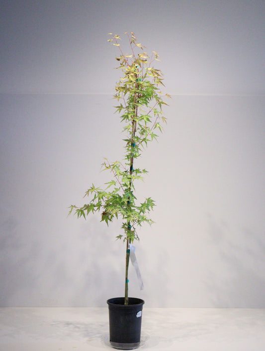 Acer palmatum Mizuho beni