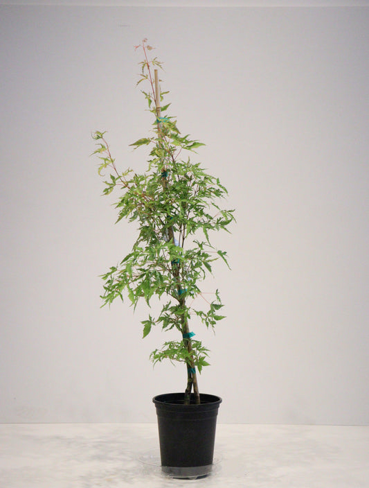 Acer palmatum Mama