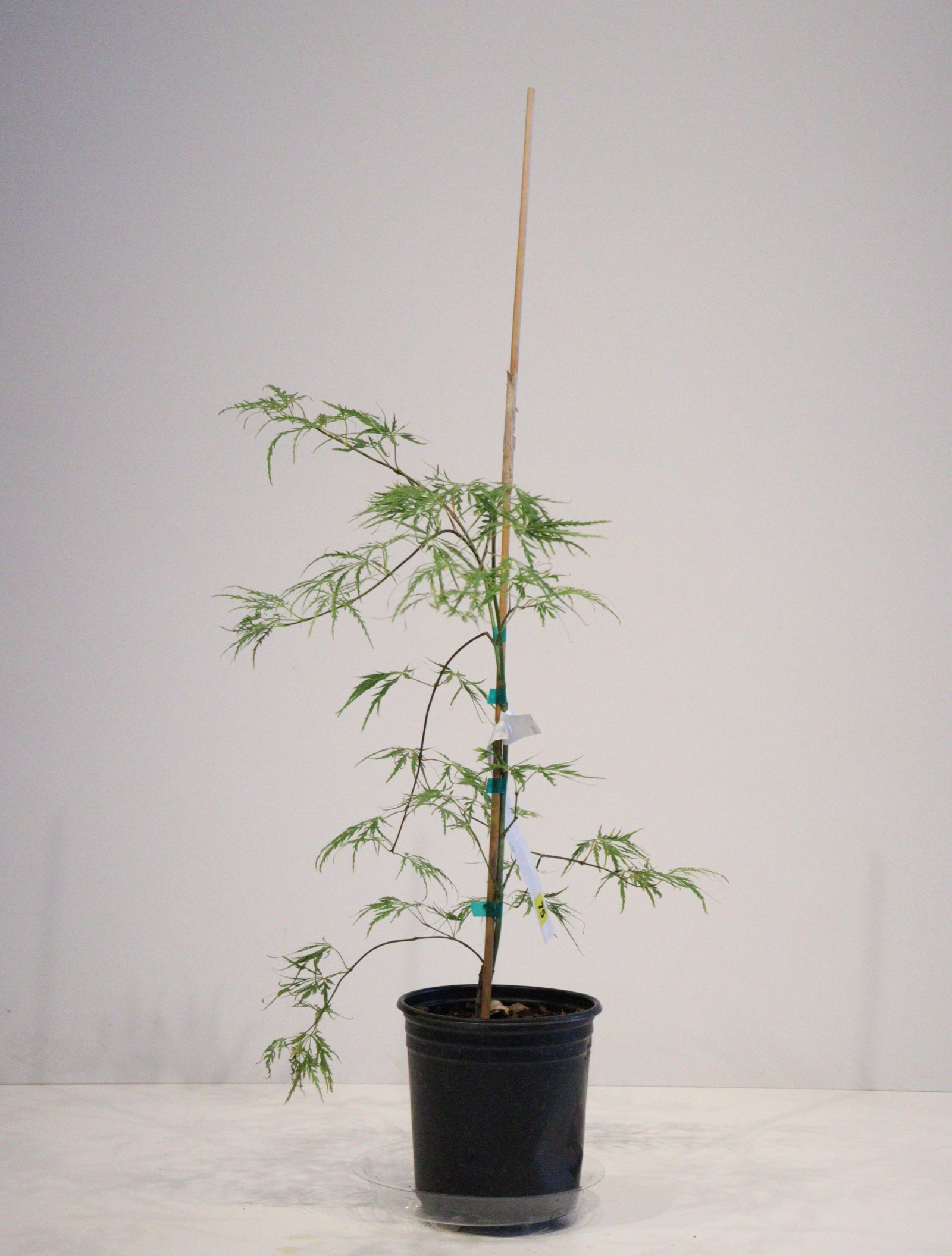 Specialty Japanese Maple – zforcefarm