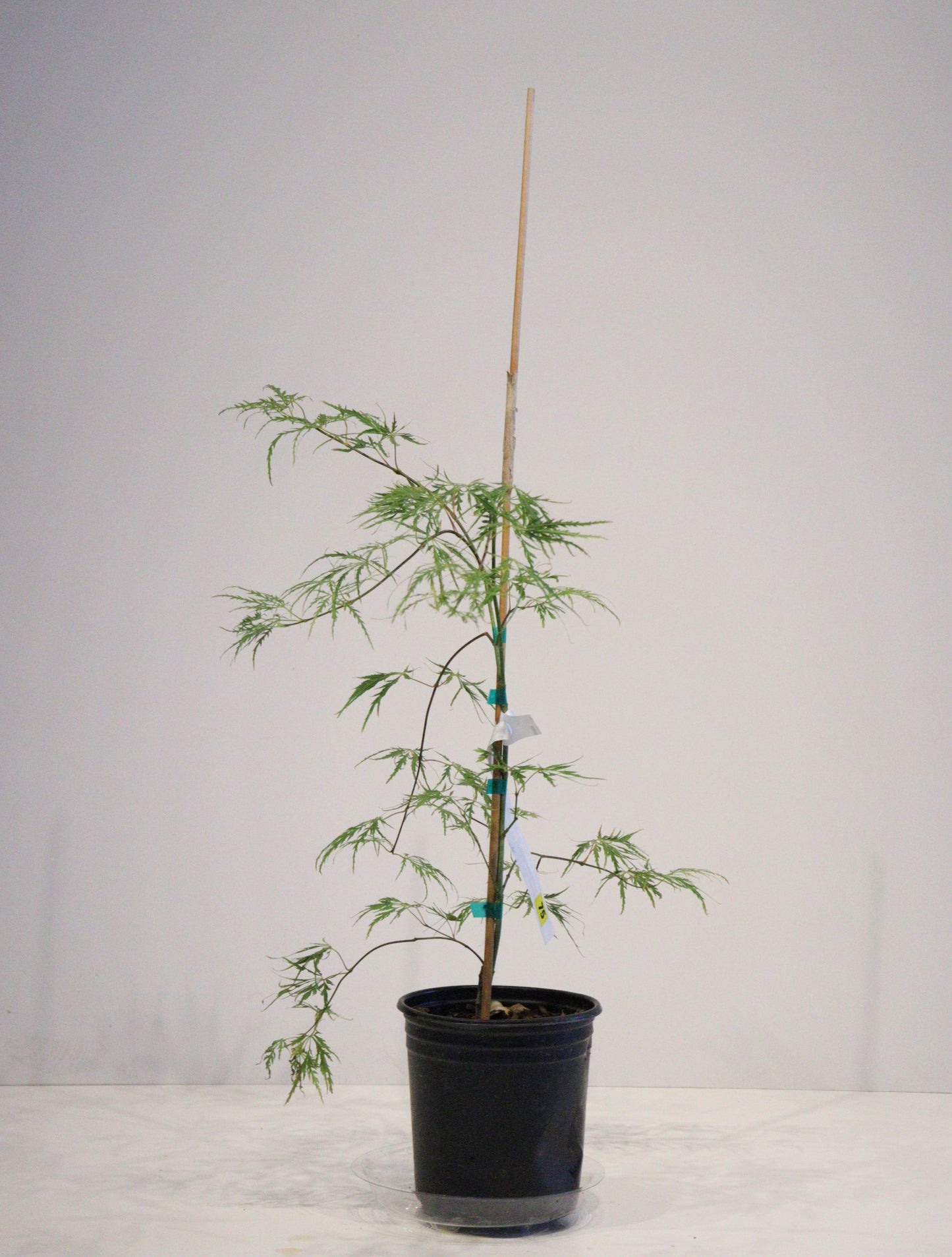 Acer palmatum dissectum Pink Lace
