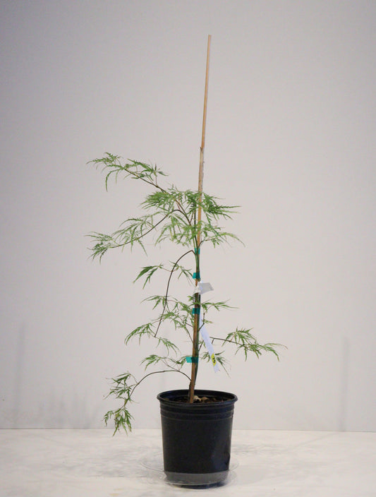Acer palmatum dissectum Pink Lace