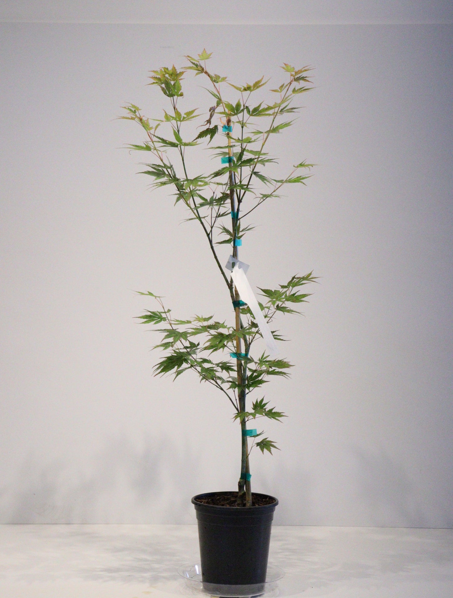 Acer palmatum Beni sazanami